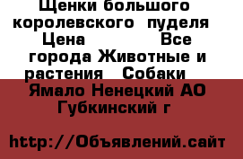 Щенки большого (королевского) пуделя › Цена ­ 25 000 - Все города Животные и растения » Собаки   . Ямало-Ненецкий АО,Губкинский г.